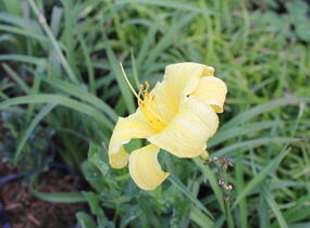 Denivka 'Lemon Bells' - Hemerocallis 'Lemon Bells'