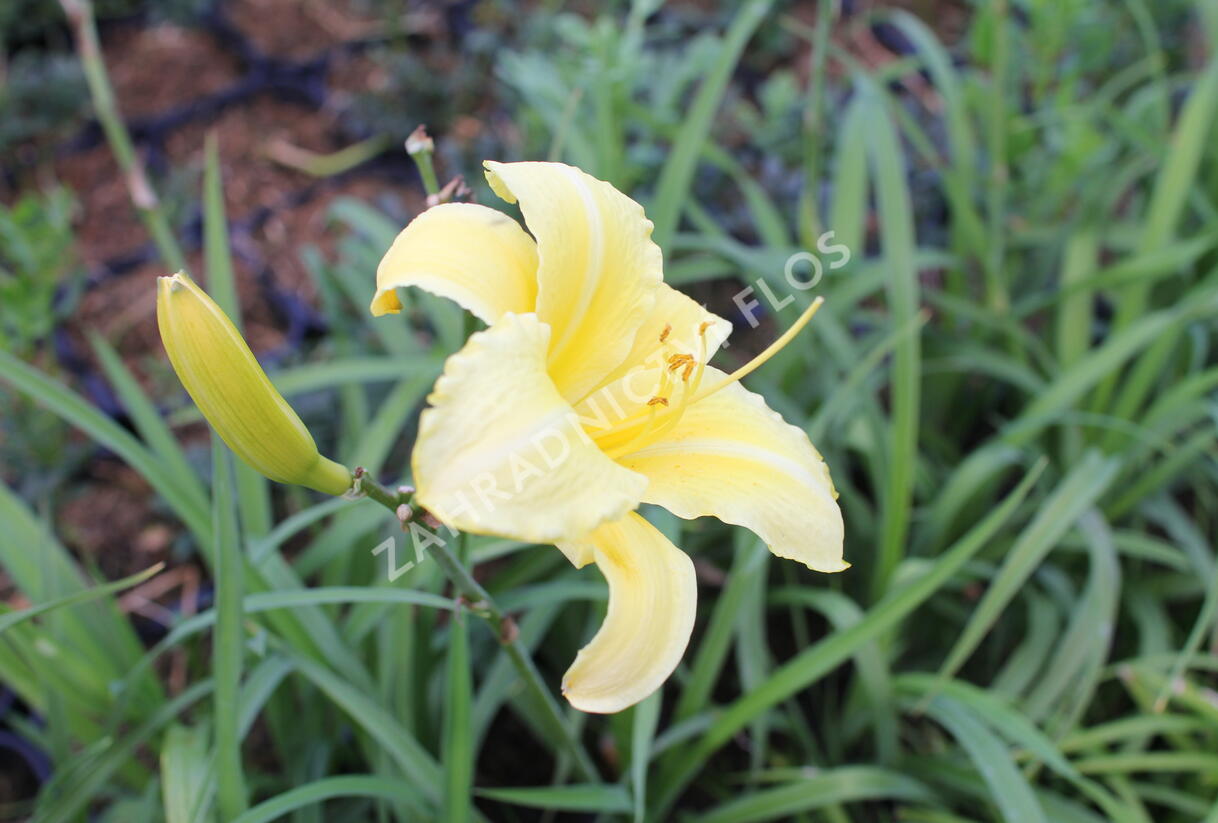 Denivka 'Lemon Bells' - Hemerocallis 'Lemon Bells'
