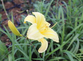 Denivka 'Lemon Bells' - Hemerocallis 'Lemon Bells'