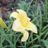 Hemerocallis 'Lemon Bells'.JPG