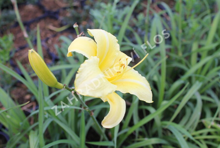Denivka 'Lemon Bells' - Hemerocallis 'Lemon Bells'
