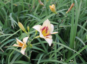 Denivka 'Longfields Angel' - Hemerocallis 'Longfields Angel'