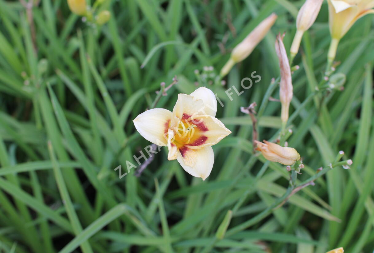 Denivka 'Longfields Angel' - Hemerocallis 'Longfields Angel'