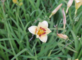 Denivka 'Longfields Angel' - Hemerocallis 'Longfields Angel'