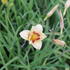Hemerocallis 'Longfields Angel'.JPG