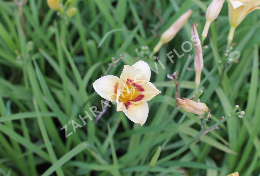 Denivka 'Longfields Angel' - Hemerocallis 'Longfields Angel'