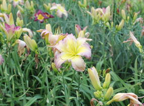 Denivka 'Regency Heights' - Hemerocallis 'Regency Heights'