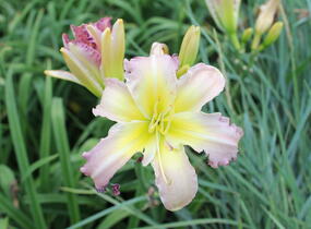 Denivka 'Regency Heights' - Hemerocallis 'Regency Heights'