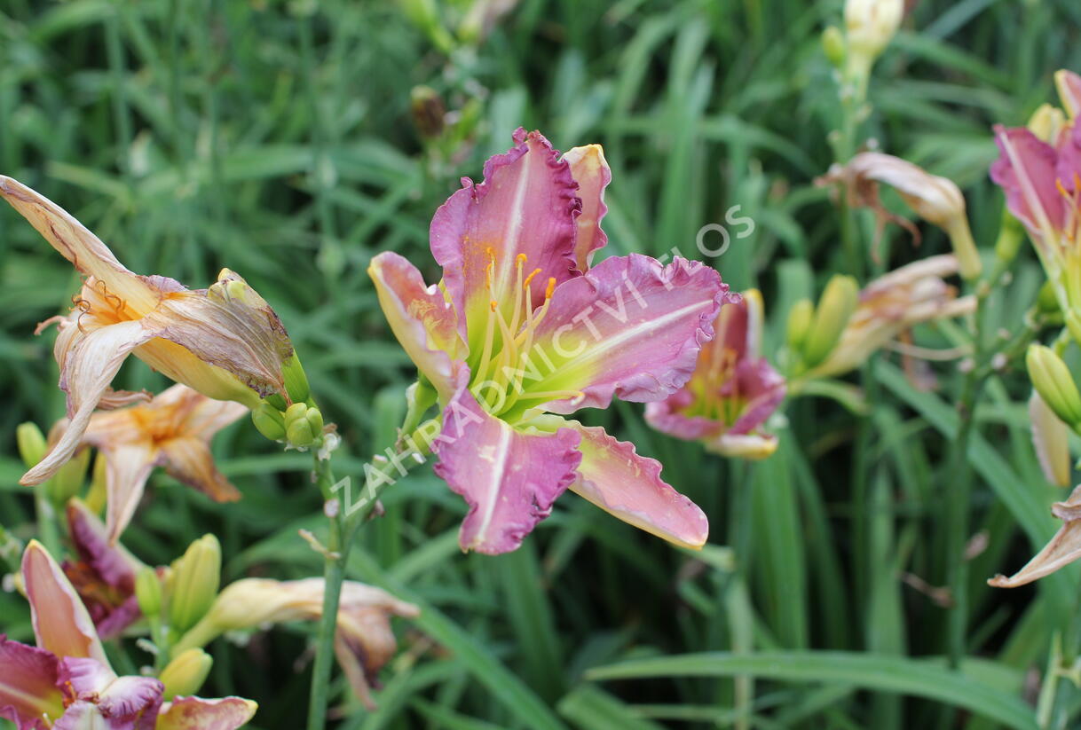 Denivka 'Regency Heights' - Hemerocallis 'Regency Heights'