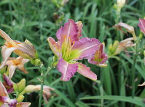 Denivka 'Regency Heights' - Hemerocallis 'Regency Heights'