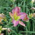 Hemerocallis 'Regency Heights'.JPG