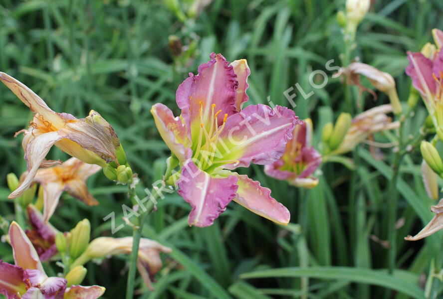 Denivka 'Regency Heights' - Hemerocallis 'Regency Heights'