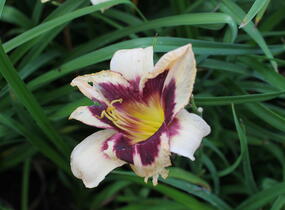Denivka 'Moonlit Masquerade' - Hemerocallis 'Moonlit Masquerade'