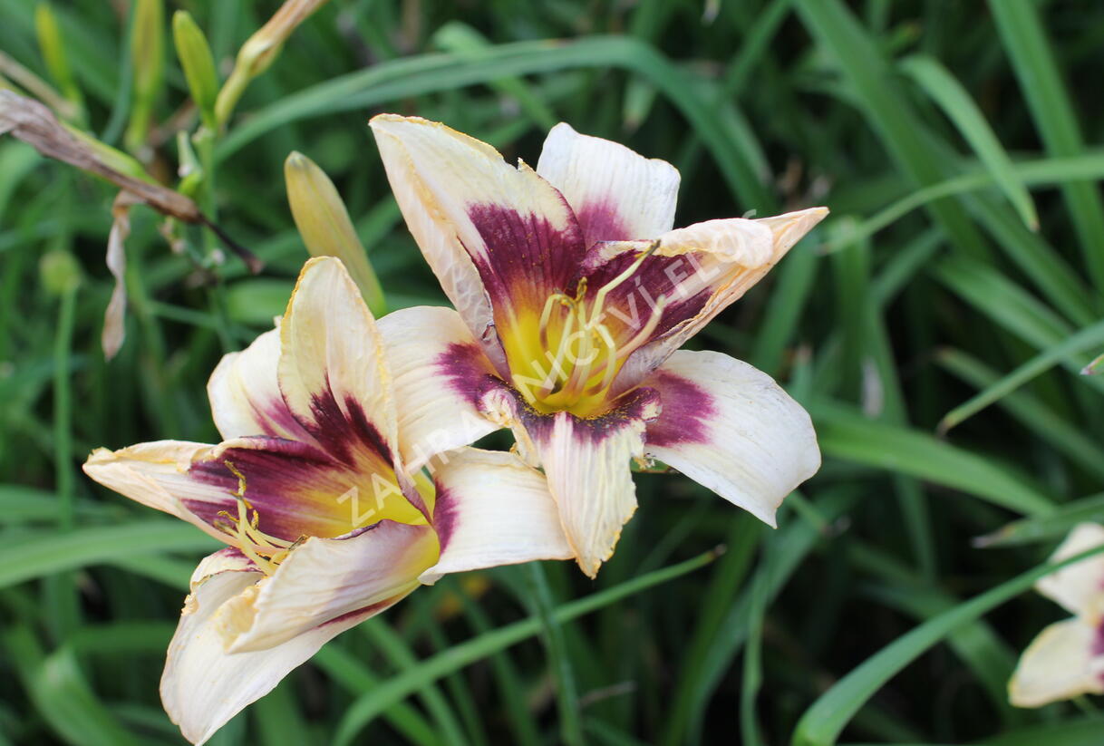 Denivka 'Moonlit Masquerade' - Hemerocallis 'Moonlit Masquerade'