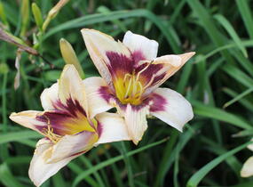 Denivka 'Moonlit Masquerade' - Hemerocallis 'Moonlit Masquerade'