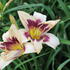 Hemerocallis 'Moonlit Masquerade'.JPG