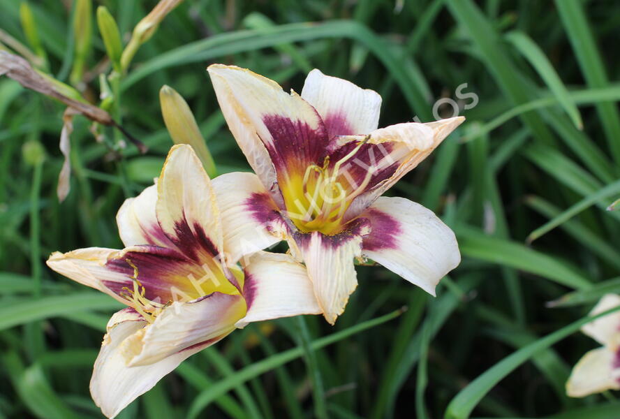 Denivka 'Moonlit Masquerade' - Hemerocallis 'Moonlit Masquerade'