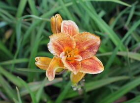 Denivka 'Spacecoast Freaky Tiki' - Hemerocallis 'Spacecoast Freaky Tiki'