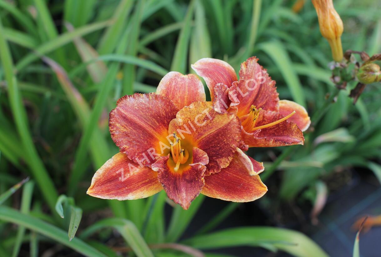 Denivka 'Spacecoast Freaky Tiki' - Hemerocallis 'Spacecoast Freaky Tiki'