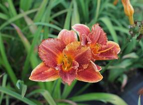 Denivka 'Spacecoast Freaky Tiki' - Hemerocallis 'Spacecoast Freaky Tiki'