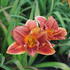 Hemerocallis 'Spacecoast Freaky Tiki'.JPG