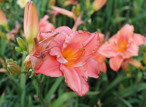 Denivka 'Just My Size' - Hemerocallis 'Just My Size'