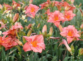 Denivka 'Just My Size' - Hemerocallis 'Just My Size'
