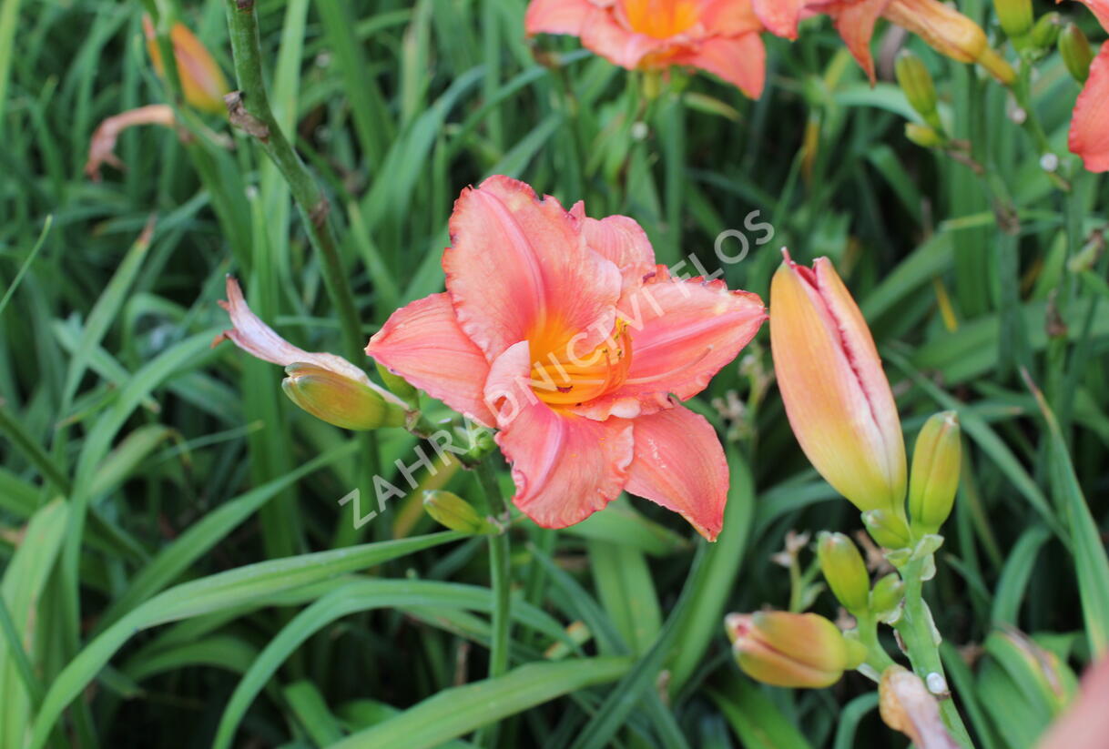 Denivka 'Just My Size' - Hemerocallis 'Just My Size'