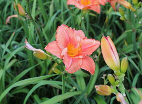 Denivka 'Just My Size' - Hemerocallis 'Just My Size'