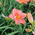 Hemerocallis 'Just My Size'.JPG