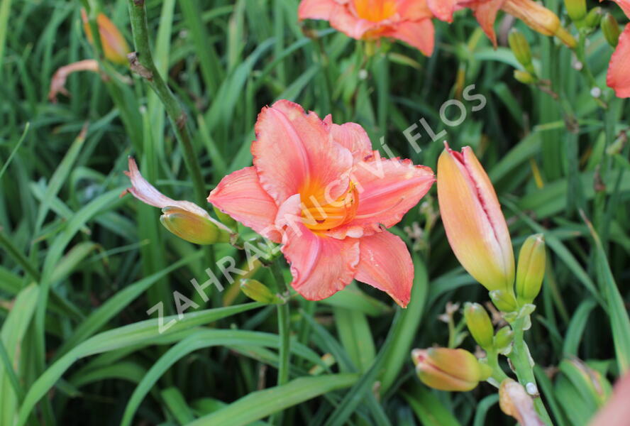 Denivka 'Just My Size' - Hemerocallis 'Just My Size'