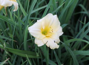 Denivka 'Longfields Pearl' - Hemerocallis 'Longfields Pearl'
