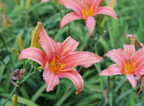 Denivka 'Pink Damask' - Hemerocallis 'Pink Damask'
