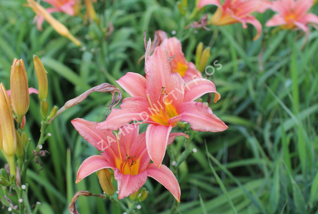 Denivka 'Pink Damask' - Hemerocallis 'Pink Damask'