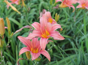 Denivka 'Pink Damask' - Hemerocallis 'Pink Damask'