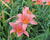 Denivka 'Pink Damask'