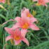 Hemerocallis 'Pink Damask'.JPG