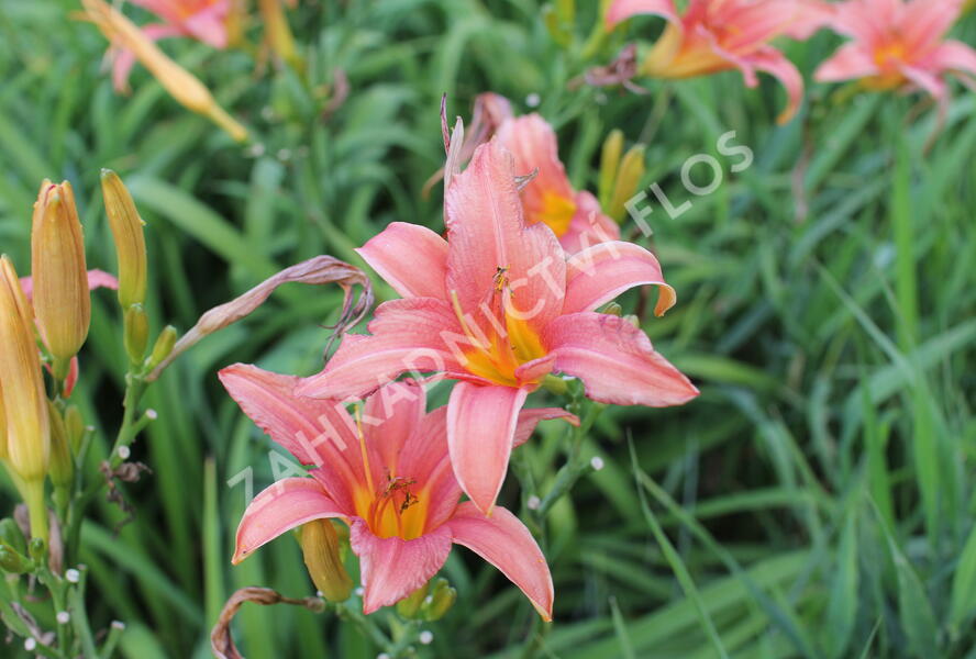 Denivka 'Pink Damask' - Hemerocallis 'Pink Damask'