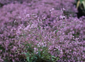 Žluťucha - Thalictrum kiusianum