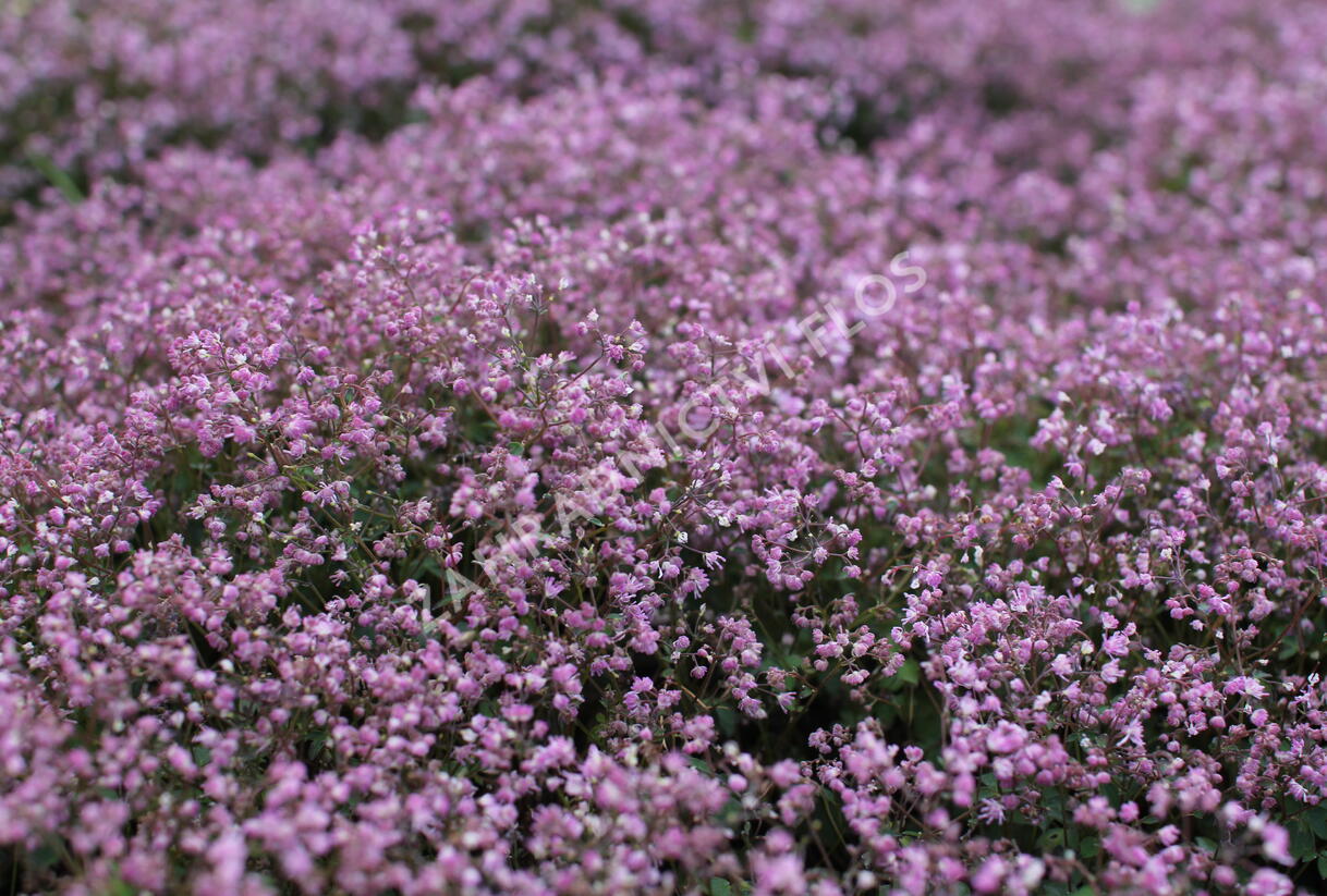 Žluťucha - Thalictrum kiusianum