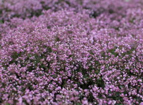 Žluťucha - Thalictrum kiusianum