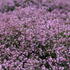 Thalictrum kiusianum.JPG