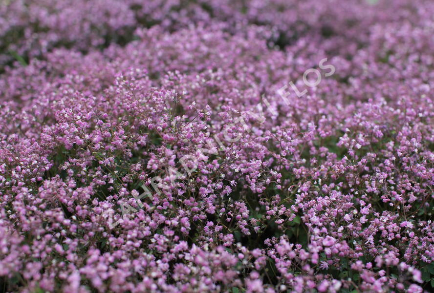 Žluťucha - Thalictrum kiusianum