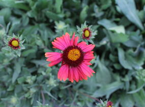 Kokarda osinatá 'Burgunder' - Gaillardia aristata 'Burgunder'