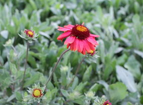 Kokarda osinatá 'Burgunder' - Gaillardia aristata 'Burgunder'