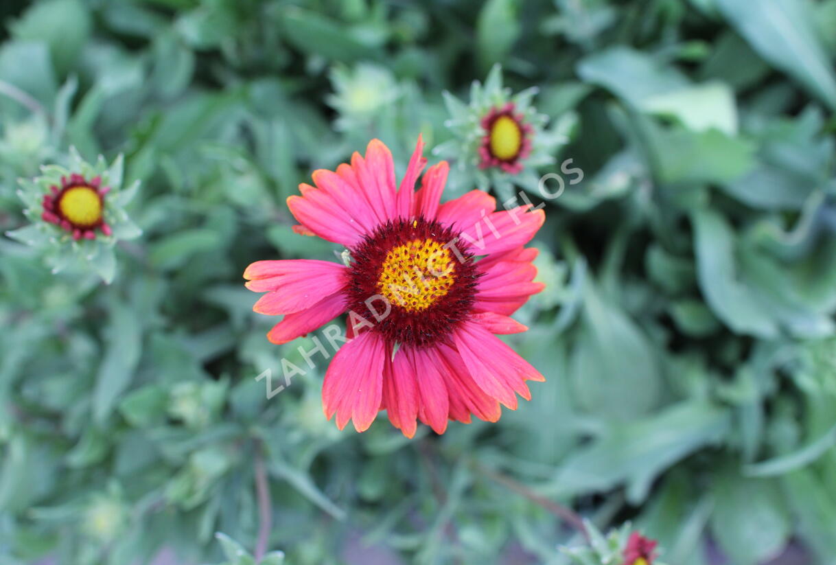 Kokarda osinatá 'Burgunder' - Gaillardia aristata 'Burgunder'