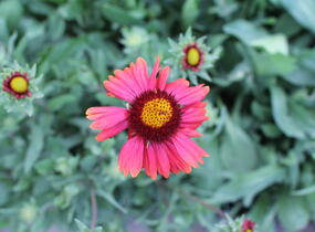 Kokarda osinatá 'Burgunder' - Gaillardia aristata 'Burgunder'