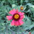 Gaillardia aristata 'Burgunder'.JPG