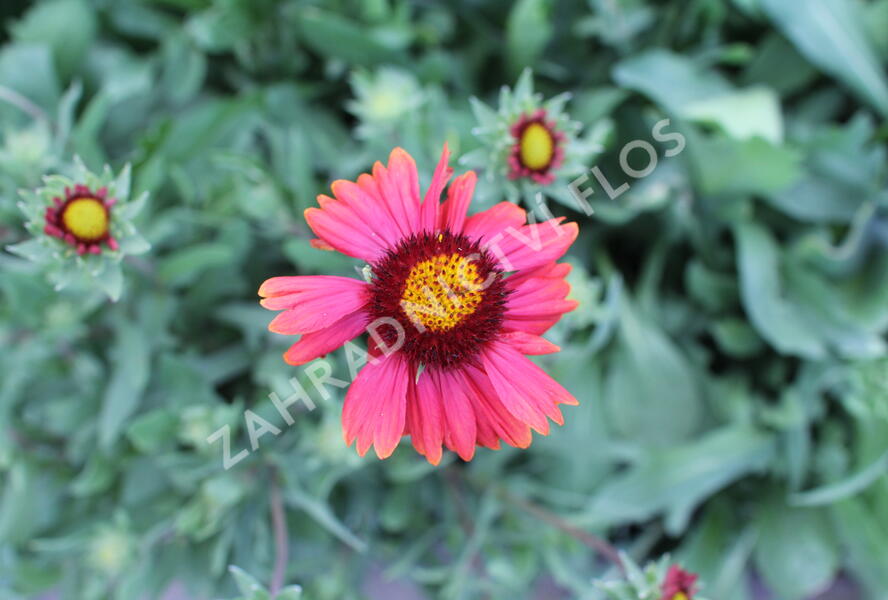 Kokarda osinatá 'Burgunder' - Gaillardia aristata 'Burgunder'