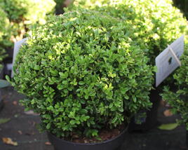 Zimostráz BetterBuxus 'Heritage'
